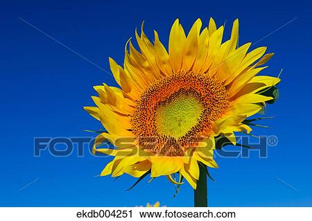 Sunflower and sky View Large Photo Image Stock Image - Sunflower and sky. Fotosearch