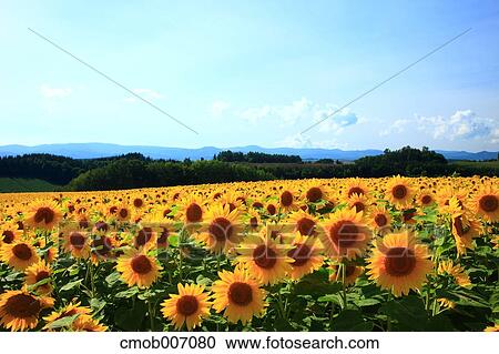 Stock Image - Sunflower field and sky, Hokkaido. Fotosearch