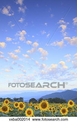 Sunflower field and sky View Large Photo Image Picture - Sunflower field and sky. Fotosearch
