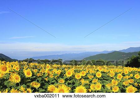 Sunflower field and sky View Large Photo Image Stock Image - Sunflower field and sky. Fotosearch