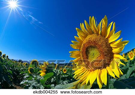 Sunflower field and sky View Large Photo Image Stock Photography - Sunflower field and sky. Fotosearch