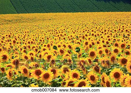 Sunflower field, Hokkaido View Large Photo Image Picture - Sunflower field, Hokkaido. Fotosearch