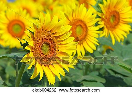 Stock Image - Sunflower field. Fotosearch