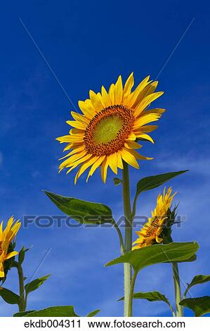 Sunflowers and sky View Large Photo Image Stock Image - Sunflowers and sky. Fotosearch