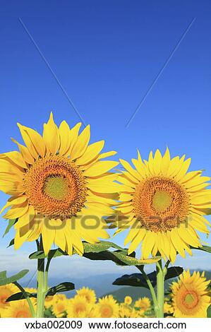 Sunflowers and sky View Large Photo Image Stock Photo - Sunflowers and sky. Fotosearch