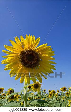 Sunflowers and sky View Large Photo Image Stock Photo - Sunflowers and sky. Fotosearch