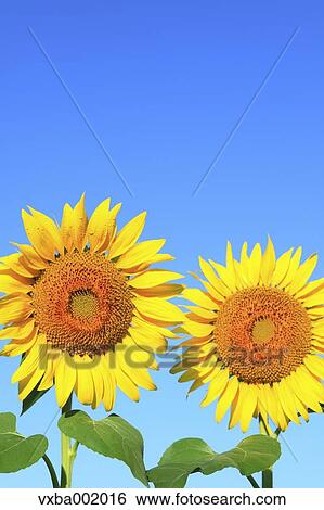 Sunflowers and sky View Large Photo Image Stock Photograph - Sunflowers and sky. Fotosearch