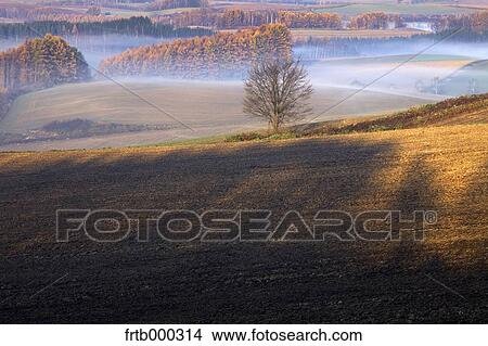 Picture - Sunrise in Biei, Hokkaido. Fotosearch