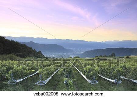 Sunrise sky over vineyard, Yamanashi Prefecture View Large Photo Image Stock Photo - Sunrise sky over vineyard, Yamanashi Prefecture. Fotosearch