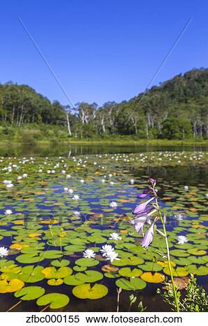 Stock Photography - Swamp, Nagano Prefecture. Fotosearch