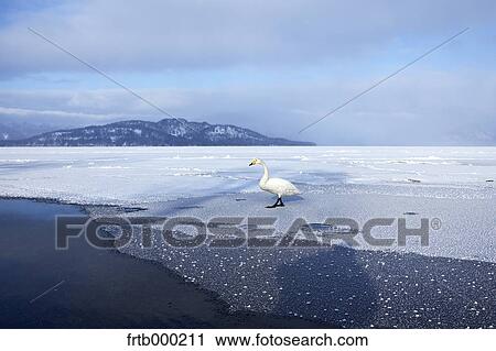 Swan in Kussharo, Hokkaido View Large Photo Image Stock Image - Swan in Kussharo, Hokkaido. Fotosearch