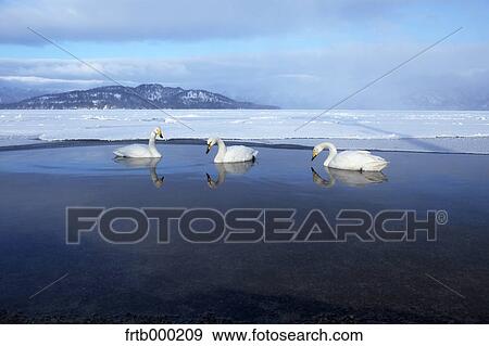 Stock Photo - Swans in Kussharo, Hokkaido. Fotosearch