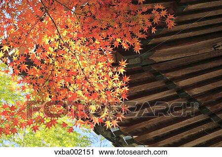 Temple roof and red maple leaves, Shizuoka Prefecture View Large Photo Image Stock Image - Temple roof and red maple leaves, Shizuoka Prefecture. Fotosearch