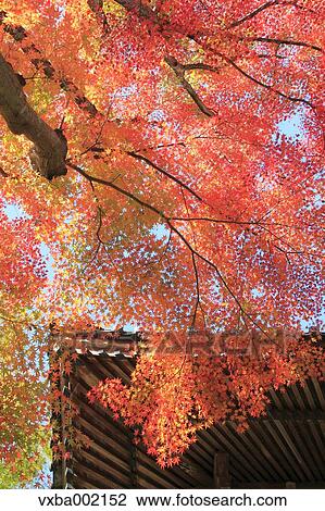 Temple roof and red maple leaves, Shizuoka Prefecture View Large Photo Image Stock Image - Temple roof and red maple leaves, Shizuoka Prefecture. Fotosearch