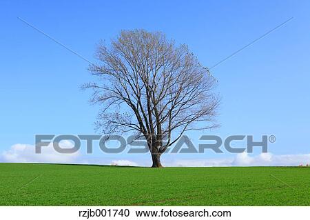 The tree of Philosophy in Biei, Hokkaido View Large Photo Image Stock Image - The tree of Philosophy in Biei, Hokkaido. Fotosearch