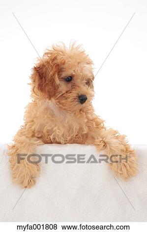 Stock Photo - Toy poodle. Fotosearch