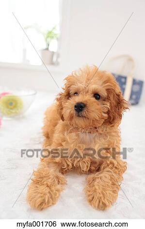 Stock Photograph - Toy poodle. Fotosearch