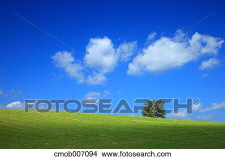Tree on grassland and sky, Hokkaido View Large Photo Image Picture - Tree on grassland and sky, Hokkaido. Fotosearch