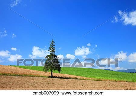 Stock Photo - Tree on grassland and sky, Hokkaido. Fotosearch