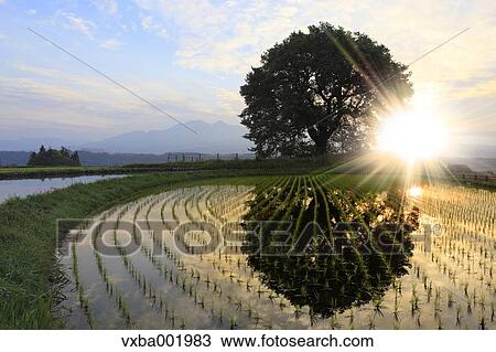 Stock Image - Tree reflected on rice paddy, Yamanashi Prefecture. Fotosearch
