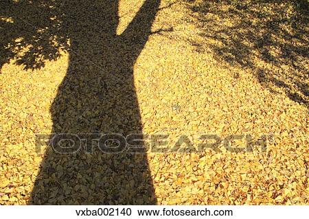 Stock Image - Tree shadow and fallen ginkgo leaves. Fotosearch