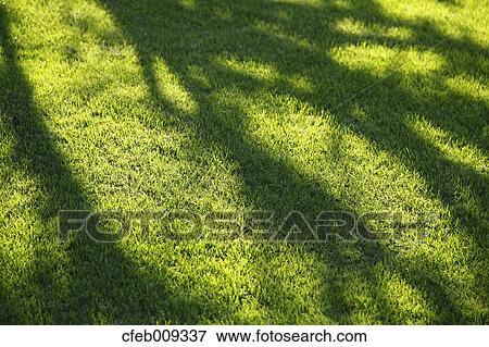 Tree shadows on lawn View Large Photo Image Stock Photo - Tree shadows on lawn. Fotosearch