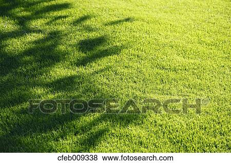 Tree shadows on lawn View Large Photo Image Stock Photo - Tree shadows on lawn. Fotosearch
