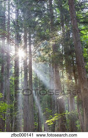 Trees at Sasagamine plateau, Niigata Prefecture View Large Photo Image Stock Image - Trees at Sasagamine plateau, Niigata Prefecture. Fotosearch