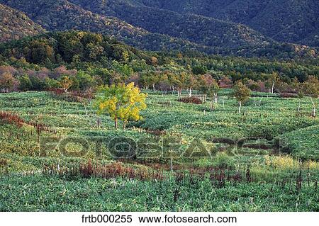 Stock Photography - Utoro at sunset, Hokkaido. Fotosearch