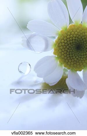 Stock Photography - Water droplet and lawn daisy. Fotosearch