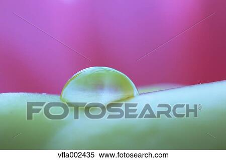Water droplet on broad bean View Large Photo Image Stock Photography - Water droplet on broad bean. Fotosearch