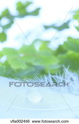 Water droplet on feather and green leaves View Large Photo Image Stock Photograph - Water droplet on feather and green leaves. Fotosearch
