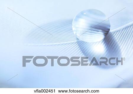 Water droplet on feather View Large Photo Image Stock Image - Water droplet on feather. Fotosearch