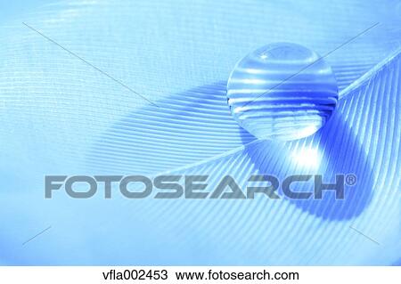 Water droplet on feather View Large Photo Image Stock Image - Water droplet on feather. Fotosearch