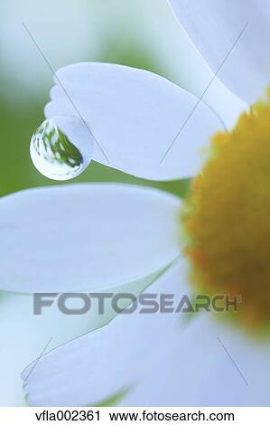 Water droplet on lawn daisy View Large Photo Image Stock Image - Water droplet on lawn daisy. Fotosearch