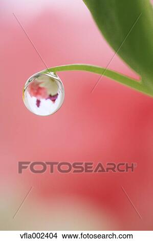 Water droplet on leaf View Large Photo Image Picture - Water droplet on leaf. Fotosearch