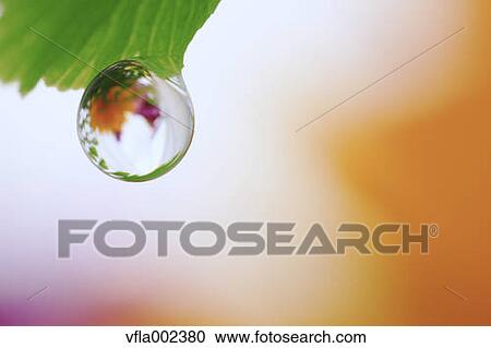 Water droplet on leaf View Large Photo Image Stock Image - Water droplet on leaf. Fotosearch