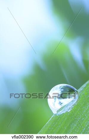 Water droplet on leaf View Large Photo Image Stock Image - Water droplet on leaf. Fotosearch