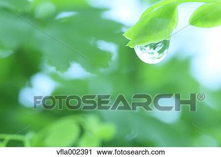 Water droplet on leaf View Large Photo Image Stock Image - Water droplet on leaf. Fotosearch
