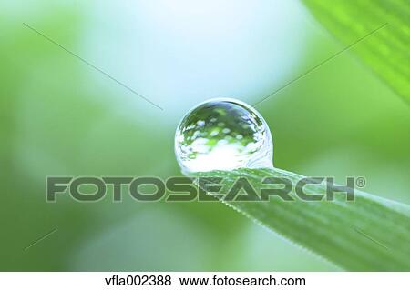 Water droplet on leaf View Large Photo Image Stock Photo - Water droplet on leaf. Fotosearch