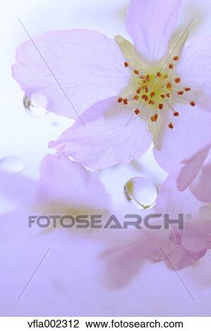 Water droplets on cherry blossoms View Large Photo Image Stock Image - Water droplets on cherry blossoms. Fotosearch