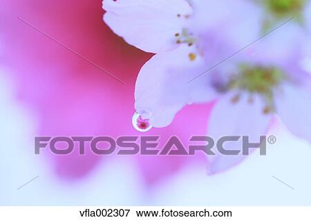 Water droplets on cherry blossoms View Large Photo Image Stock Photo - Water droplets on cherry blossoms. Fotosearch