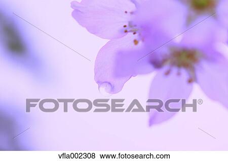Water droplets on cherry blossoms View Large Photo Image Stock Photo - Water droplets on cherry blossoms. Fotosearch