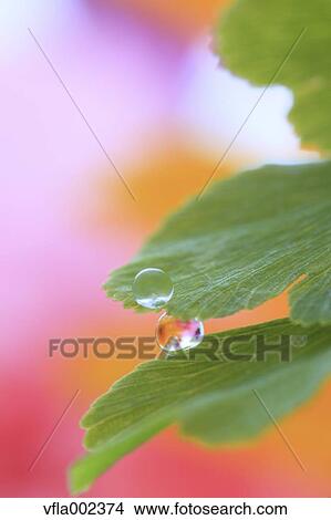 Water droplets on leaf View Large Photo Image Picture - Water droplets on leaf. Fotosearch