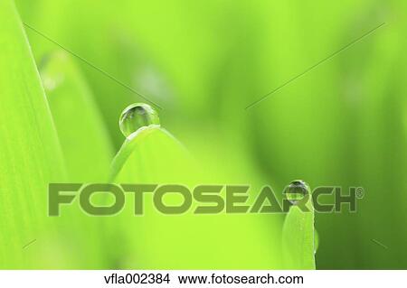 Picture - Water droplets on leaf. Fotosearch