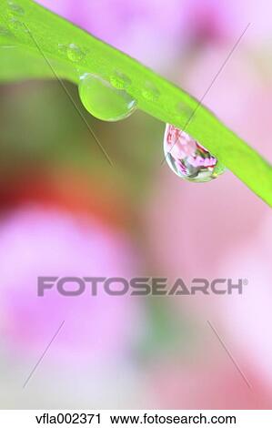 Stock Image - Water droplets on leaf. Fotosearch