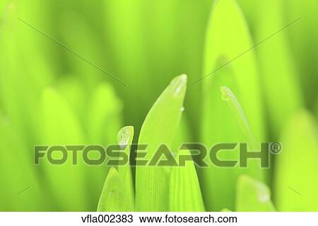 Water droplets on leaf View Large Photo Image Stock Image - Water droplets on leaf. Fotosearch