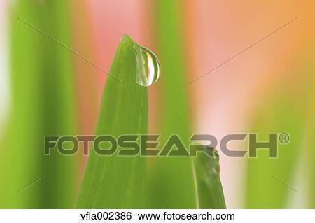 Water droplets on leaf View Large Photo Image Stock Photograph - Water droplets on leaf. Fotosearch