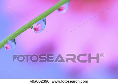 Stock Photograph - Water droplets on leaf. Fotosearch