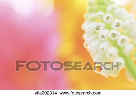 Water droplets on Muscari View Large Photo Image Picture - Water droplets on Muscari. Fotosearch